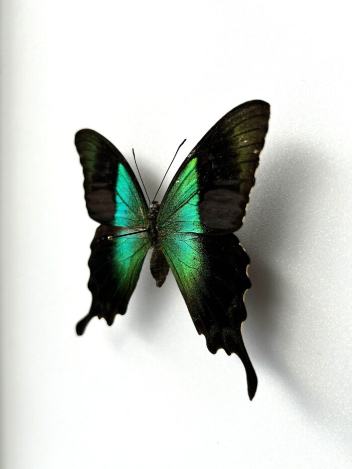 Papilio Peranthus - Image 3