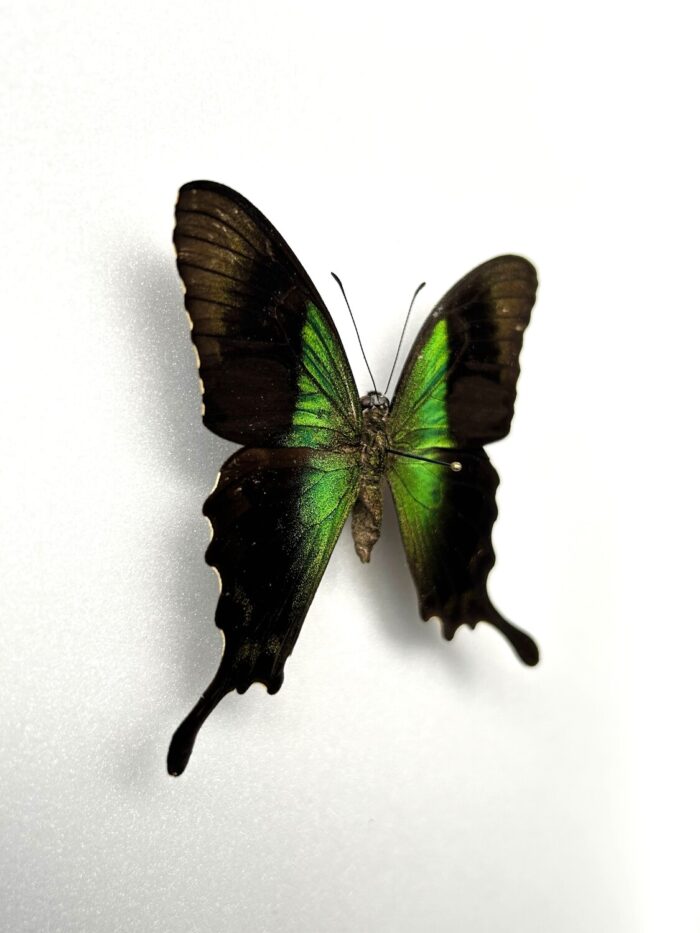 Papilio Peranthus - Image 2