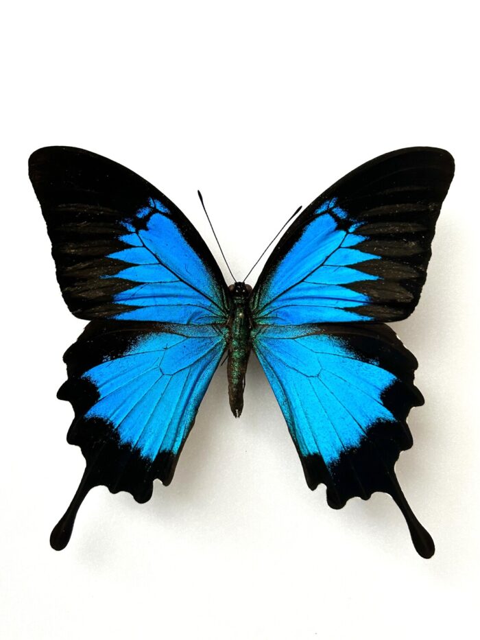 Papilio Ulysses