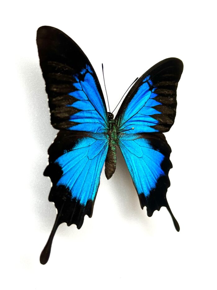 Papilio Ulysses - Image 3