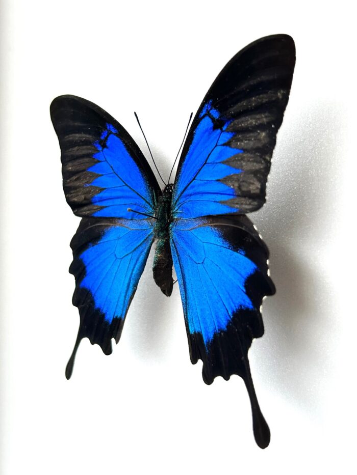 Papilio Ulysses - Image 2