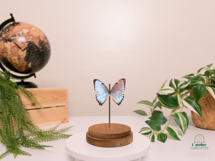 Morpho - Image 4