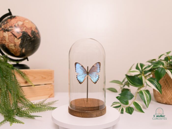 Morpho