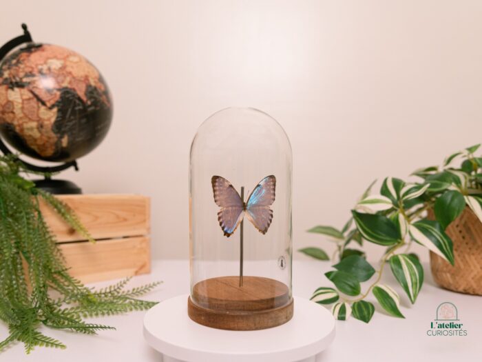 Morpho - Image 3