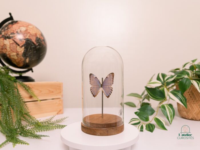 Morpho - Image 2