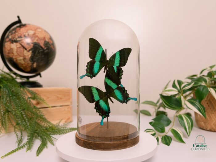 Papilio Blumei - Image 4