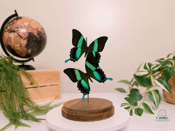 Papilio Blumei - Image 2