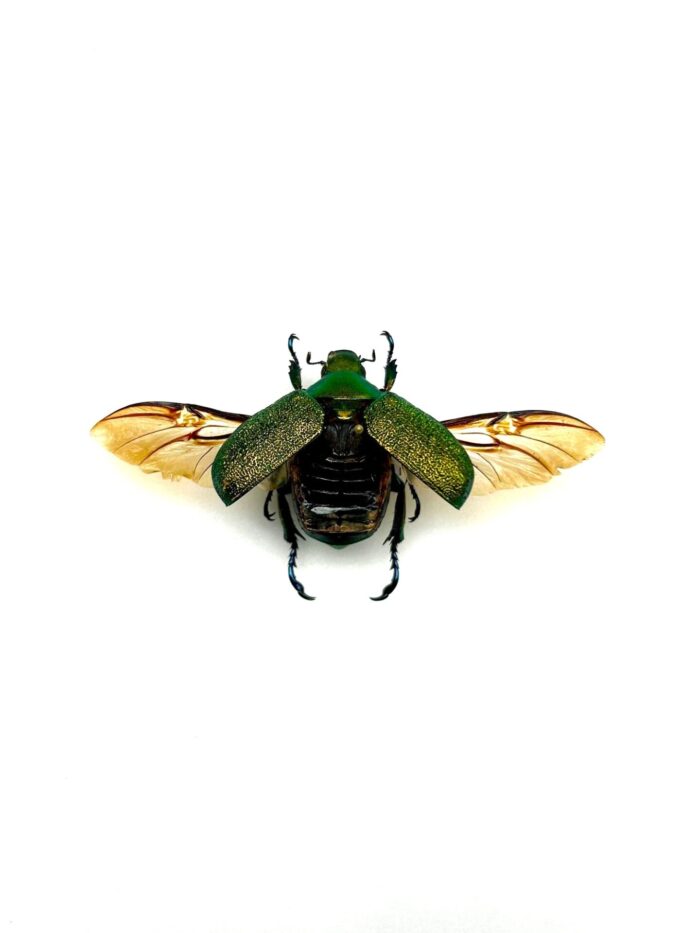 Chrysina Erubescens