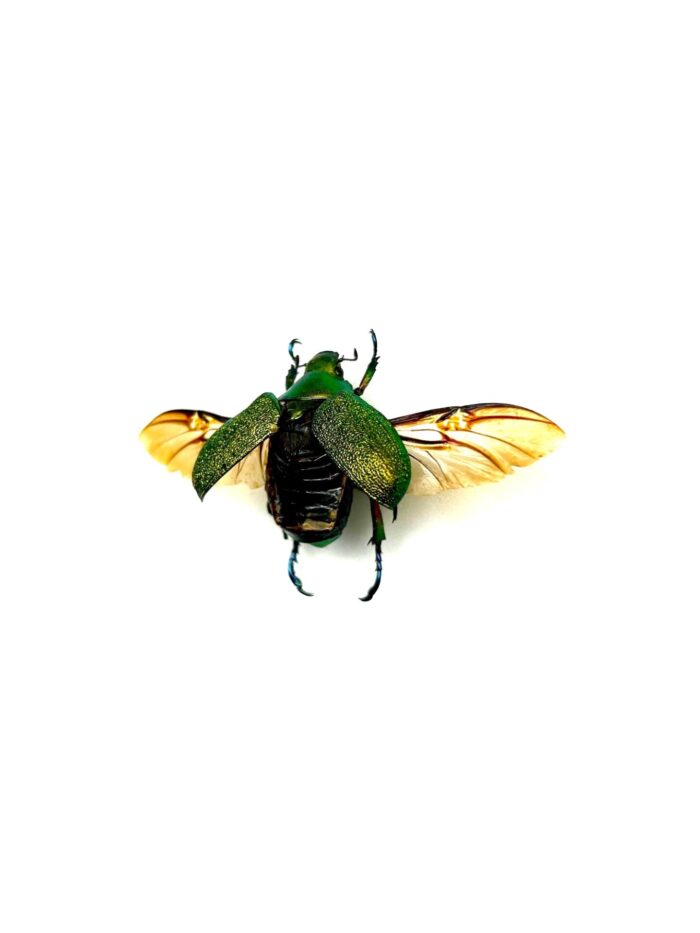 Chrysina Erubescens - Image 3