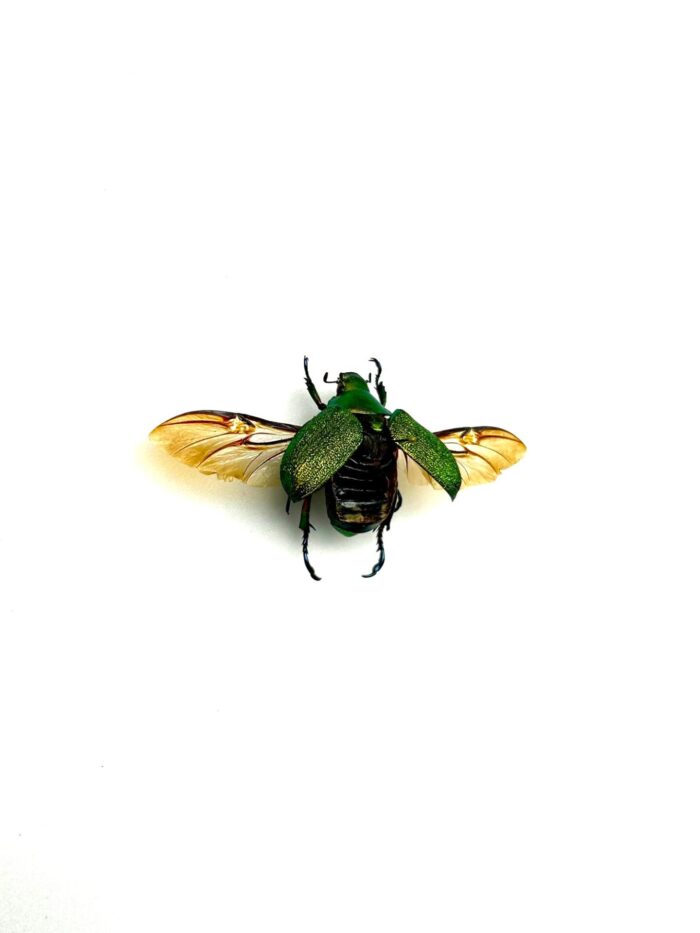 Chrysina Erubescens - Image 2