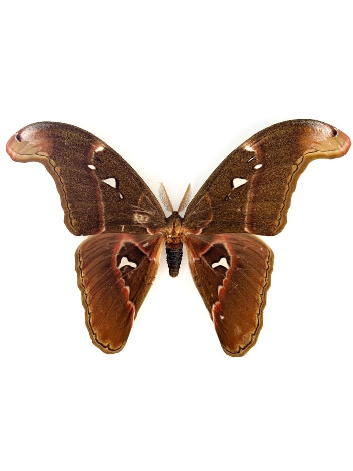 Attacus Caesar