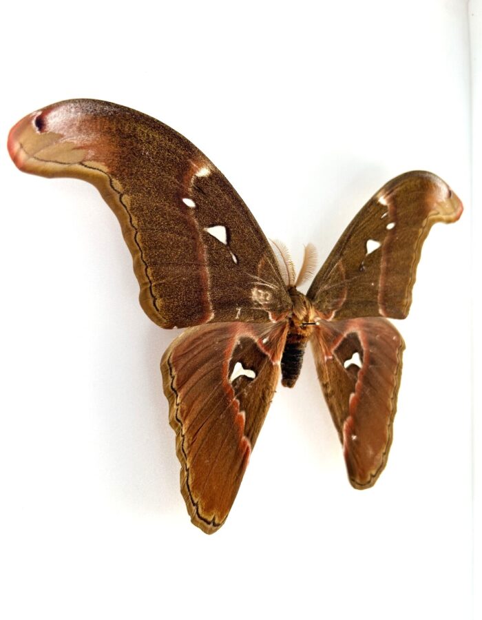 Attacus Caesar - Image 2