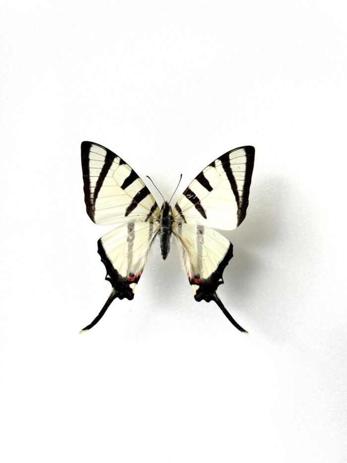 Graphium Agetes