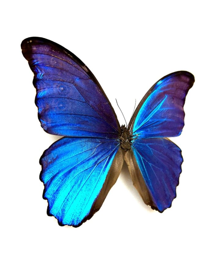 Morpho Didius papillon exotique rare naturalisé du Pérou