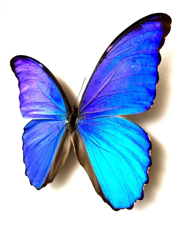 Morpho Didius papillon bleu irisé naturalisé pour collection et curiosités