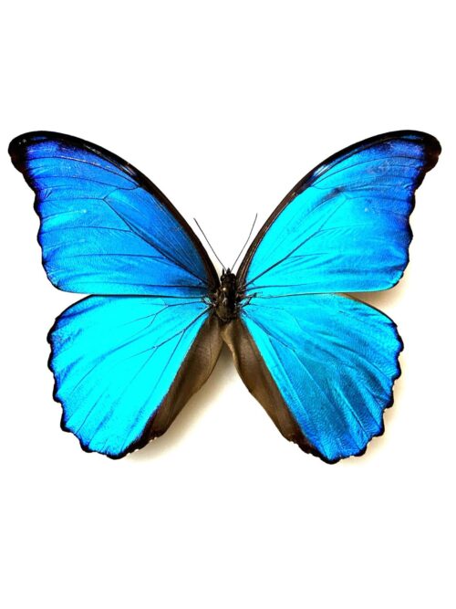 Morpho Didius papillon naturalisé bleu métallique du Pérou