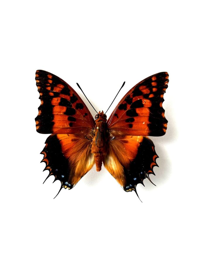 Charaxes Andranadorus