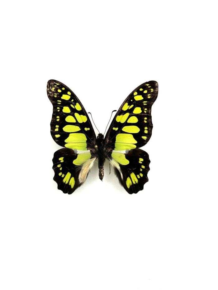 Graphium Tynderaeus