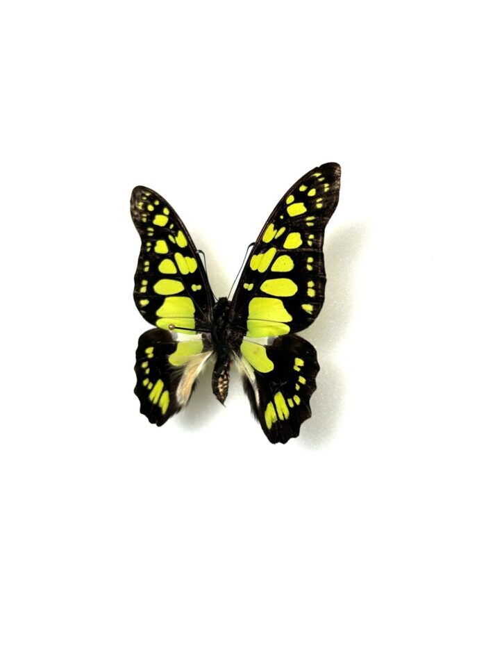 Graphium Tynderaeus - Image 3