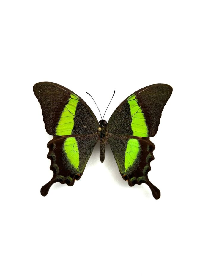 Papilio Palinurus