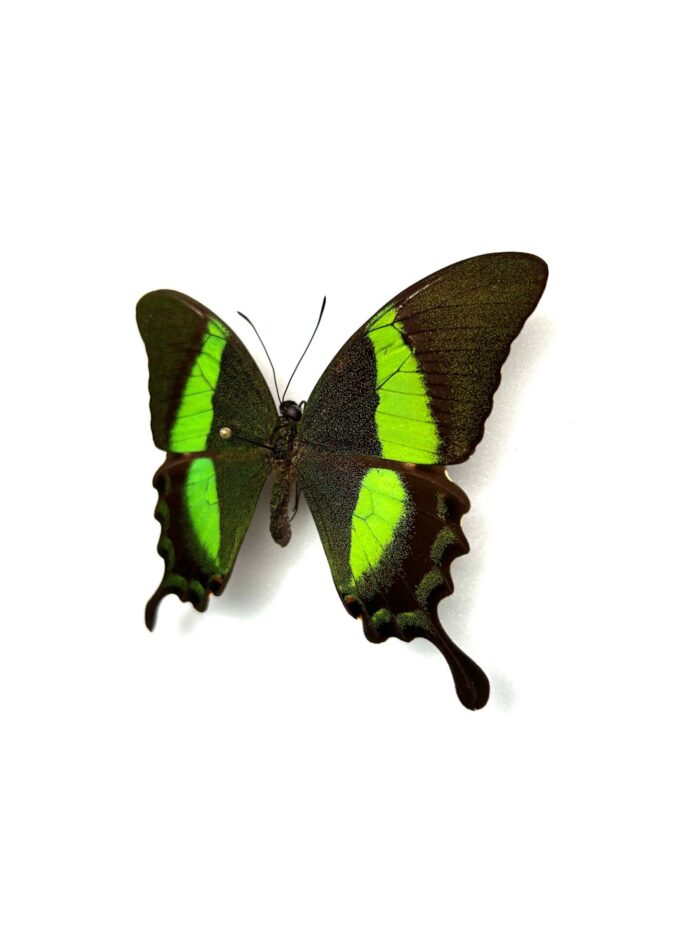 Papilio Palinurus - Image 3