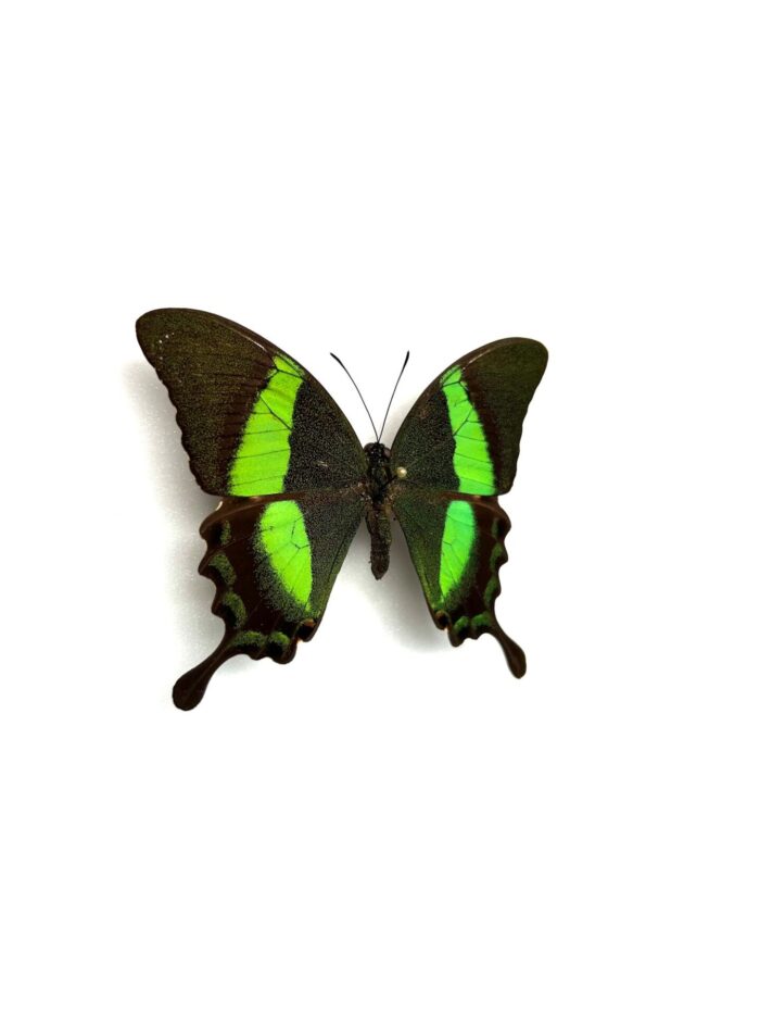 Papilio Palinurus - Image 2