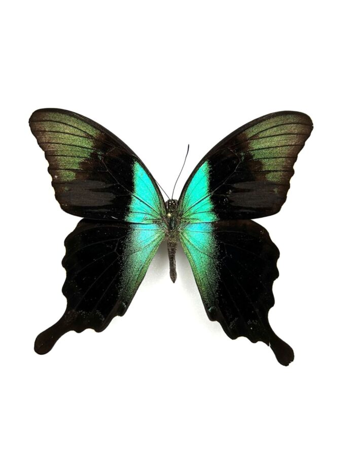 Papilio Peranthus Adamantius