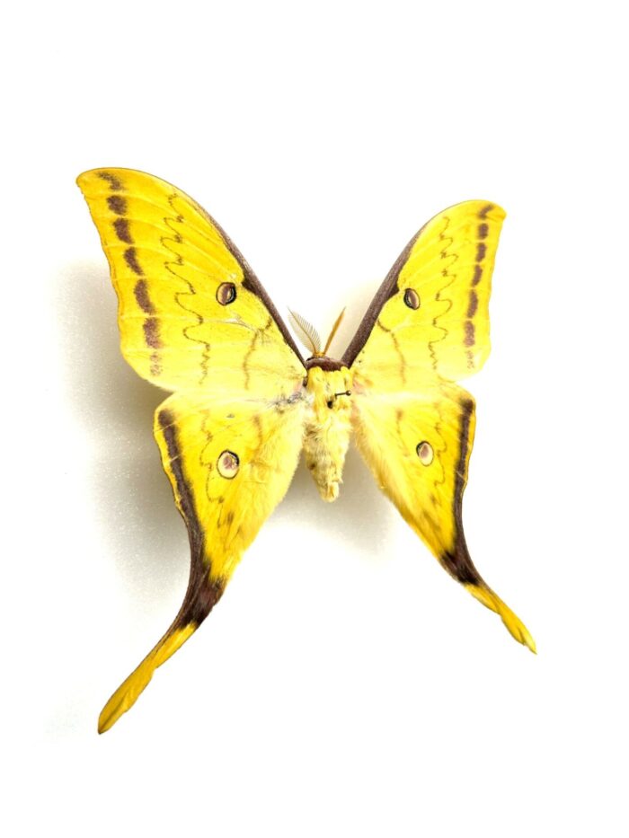 Actias Heterogyna - Image 2