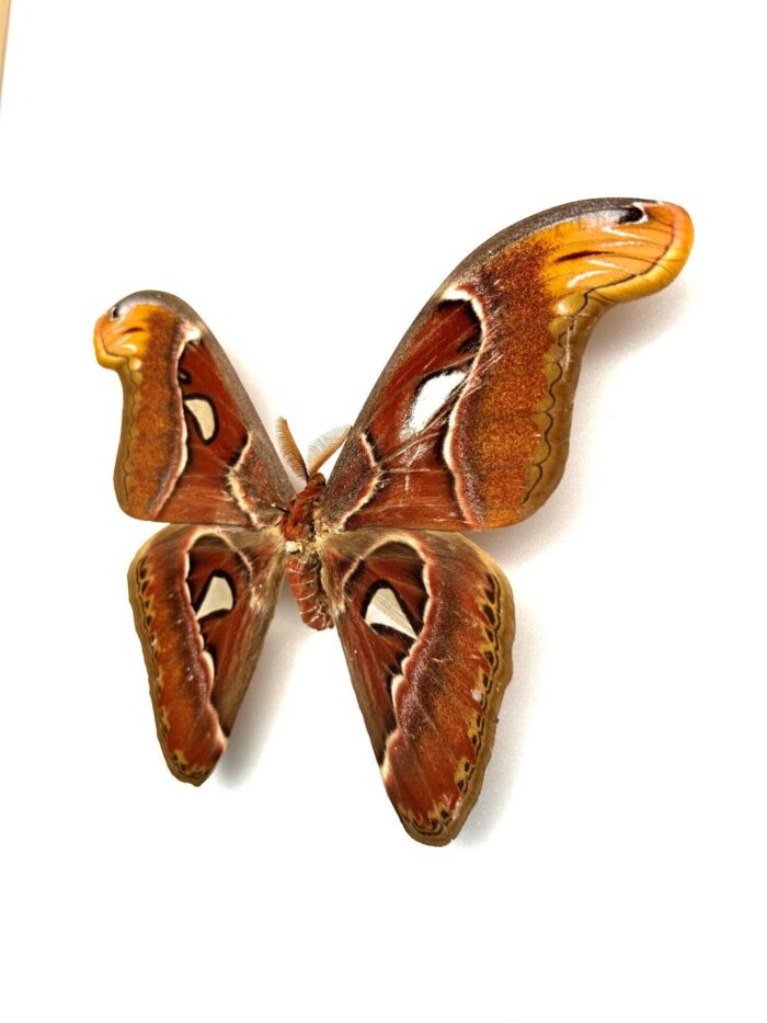 Attacus Atlas - Image 5