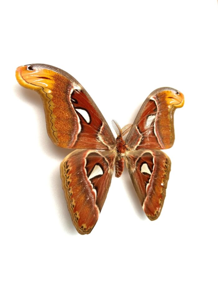 Attacus Atlas - Image 4