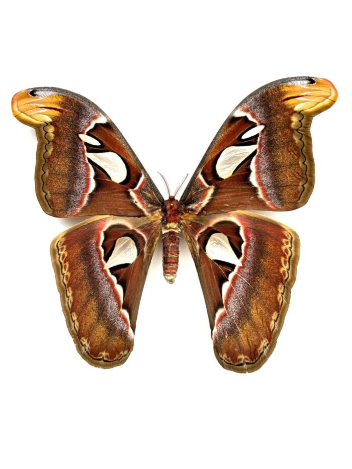 Attacus Atlas