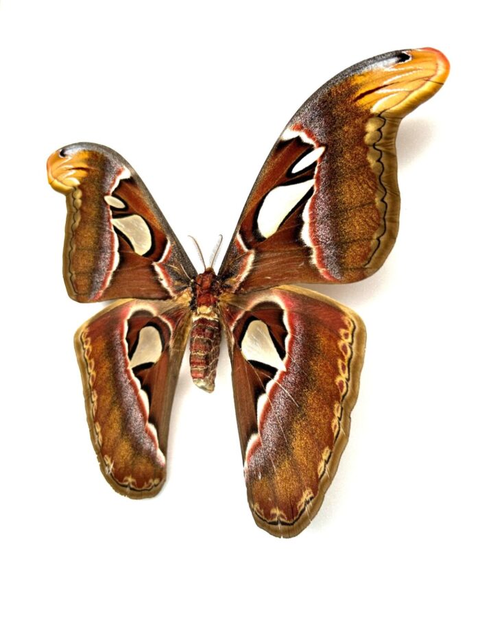 Attacus Atlas - Image 3