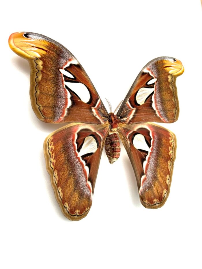 Attacus Atlas - Image 2