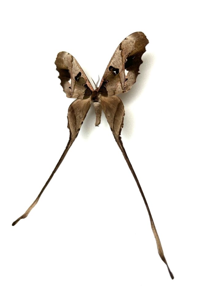 Copiopteryx Jehovah - Image 3