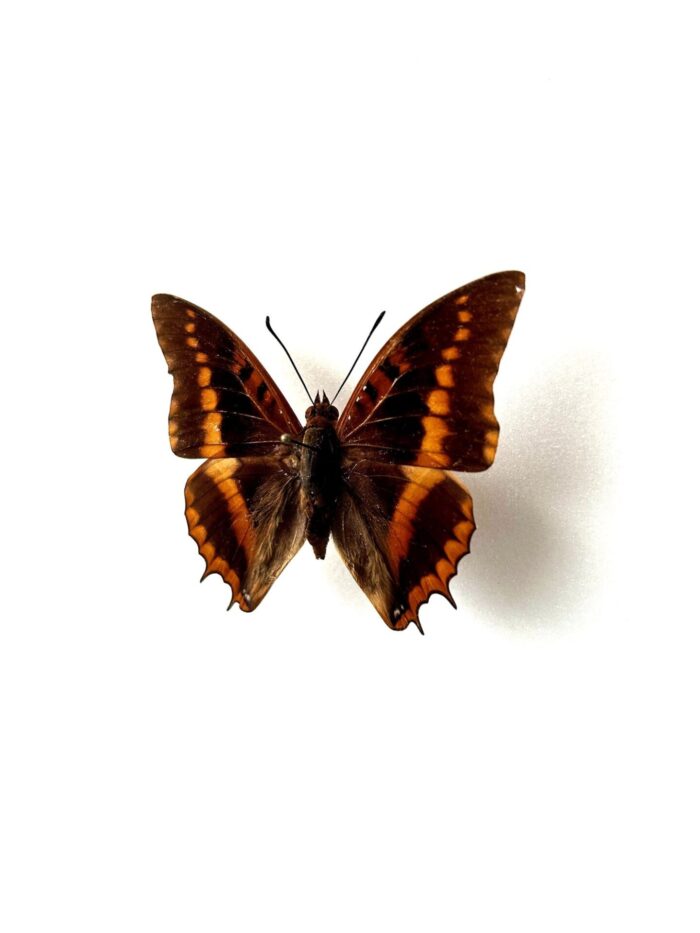 Charaxes Lemosi - Image 3