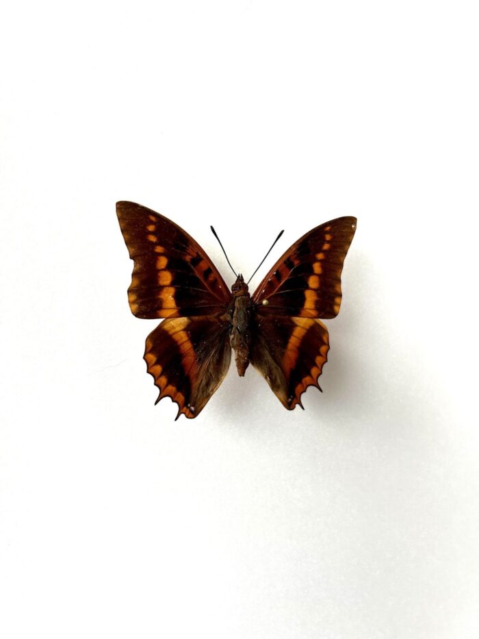 Charaxes Lemosi - Image 2