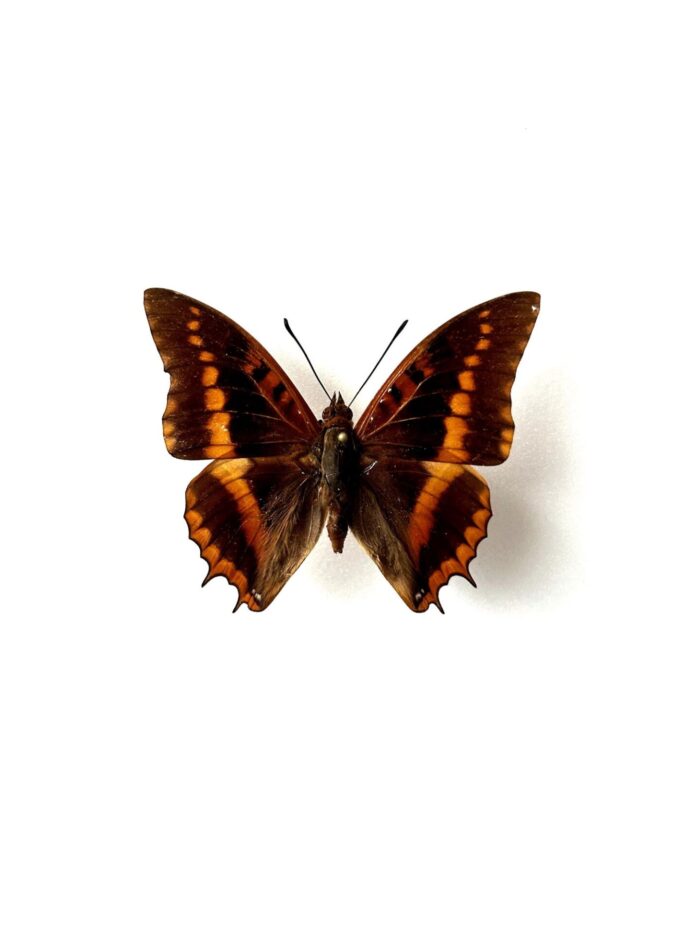 Charaxes Lemosi