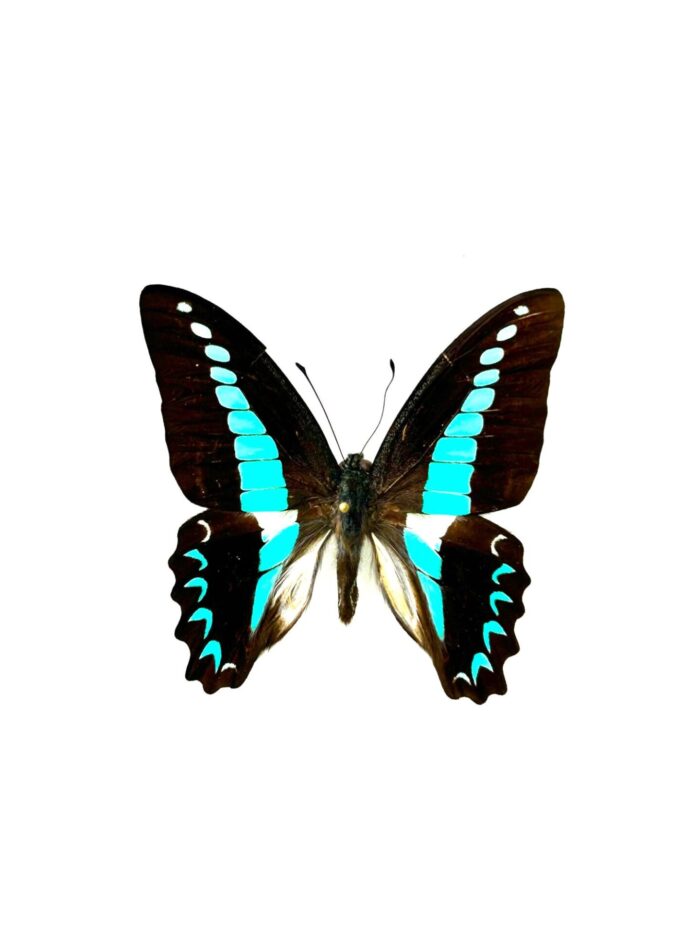 Graphium Anthedon