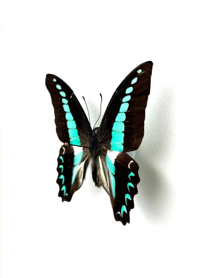 Graphium Anthedon - Image 3