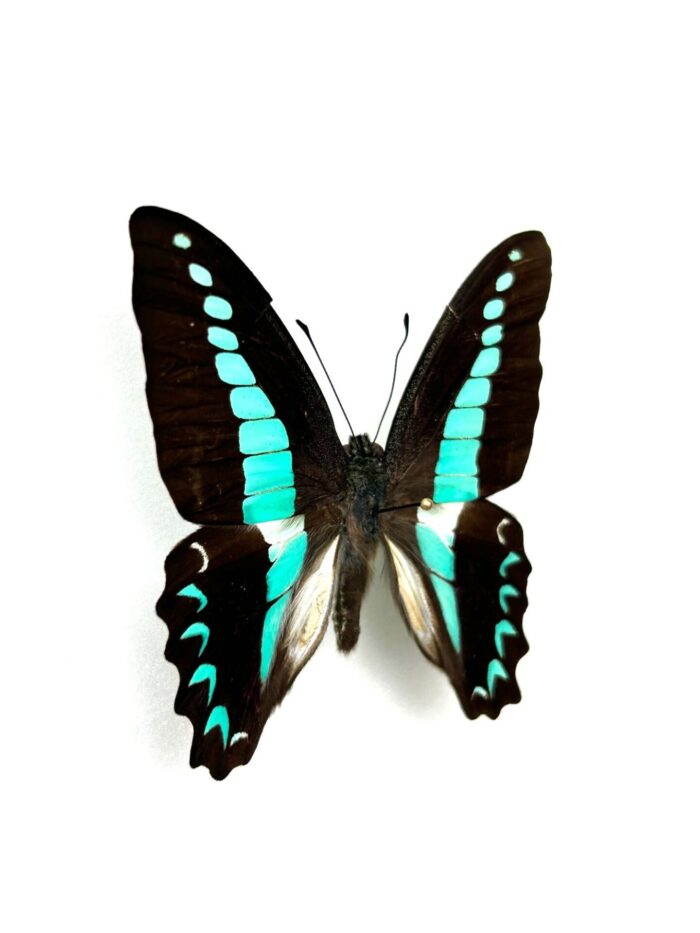 Graphium Anthedon - Image 2