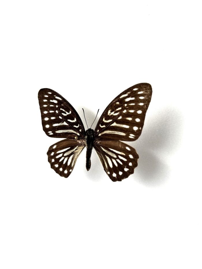 Graphium Felixi - Image 3