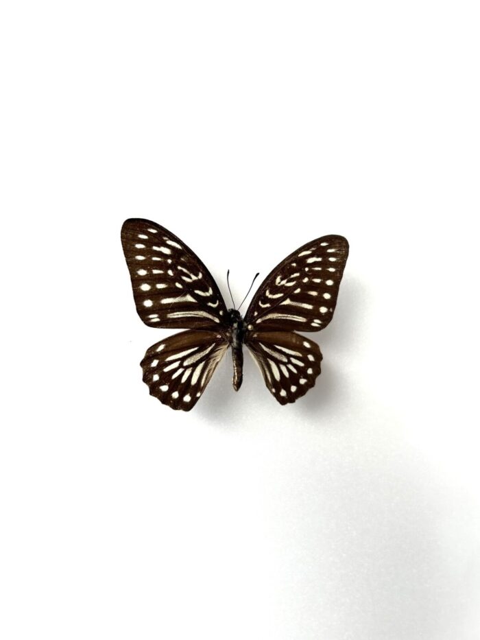 Graphium Felixi - Image 2