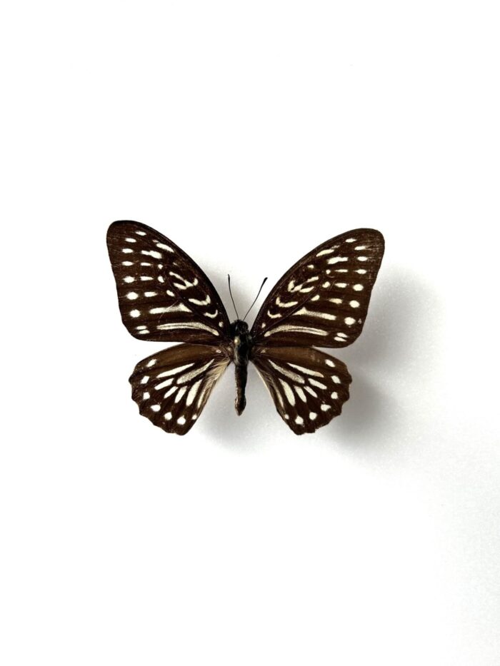 Graphium Felixi