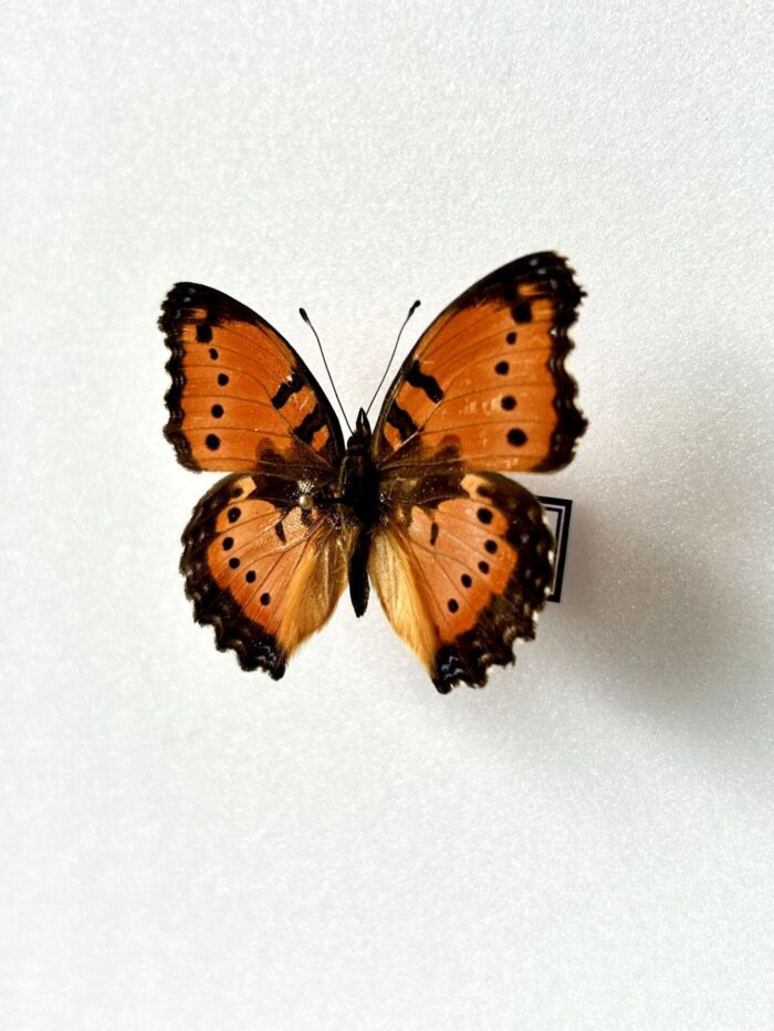 Junonia Octavia - Image 2