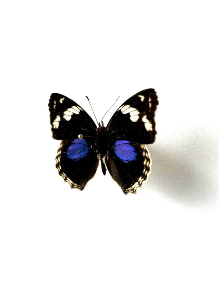 Junonia Oenone - Image 3