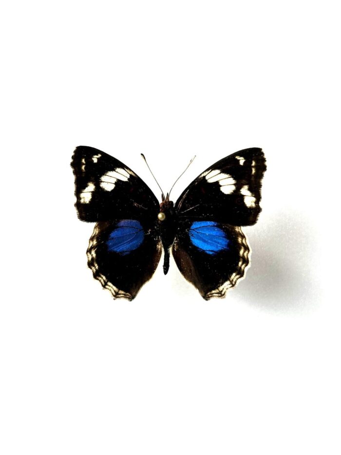 Junonia Oenone