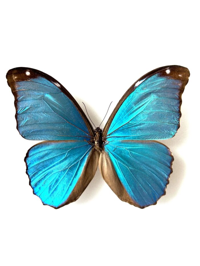 Morpho Menelaus