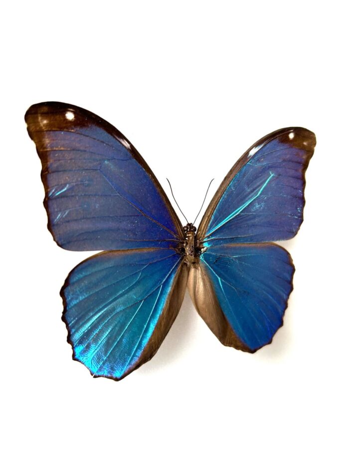 Morpho Menelaus - Image 2