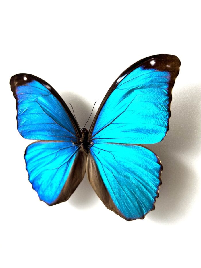 Morpho Menelaus - Image 3