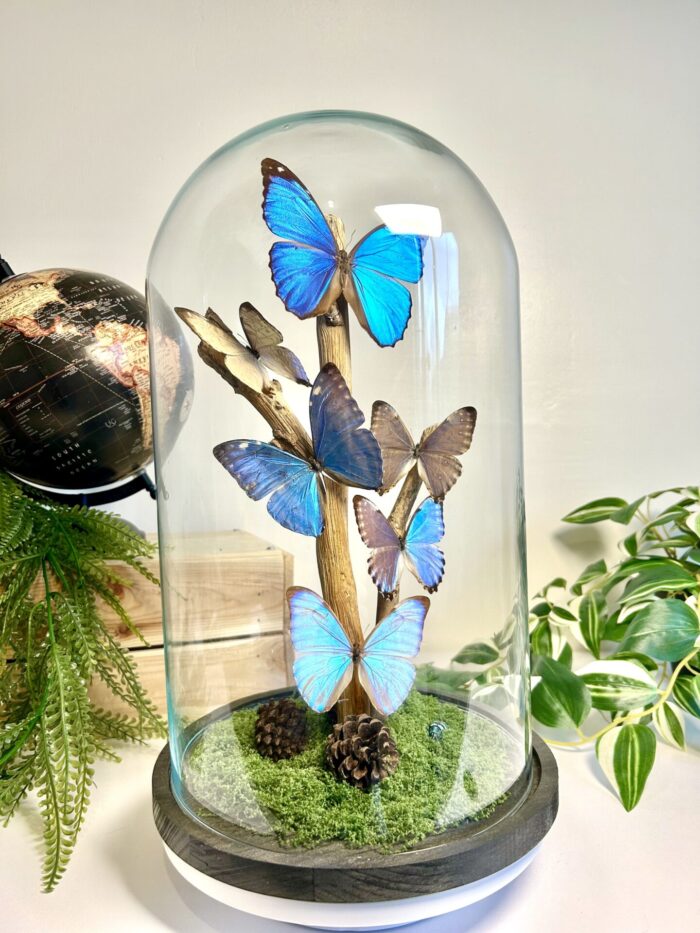 Grand globe de Collection avec Morpho - Cabinet de Curiosités